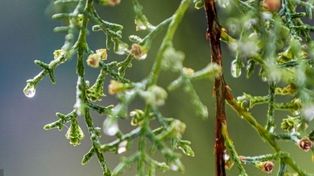 پیش‌بینی هواشناسی مشهد و خراسان رضوی امروز (پنجشنبه، ۲۸ اسفند ۱۴۰۴) | ورود سامانه بارشی به استان از فردا