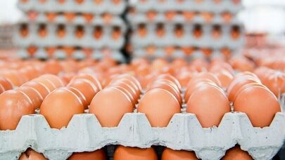پایداری تامین تخم‌مرغ در خراسان رضوی | تولید روزانه ۱۲۰ تن بیش از نیاز استان