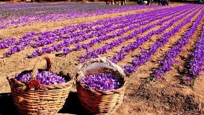 چالش‌ها و ظرفیت‌های صادراتی زعفران ایران در نمایشگاه روز ملی زعفران