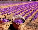 چالش‌ها و ظرفیت‌های صادراتی زعفران ایران در نمایشگاه روز ملی زعفران