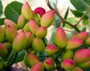 پسته خراسان رضوی خندان نیست