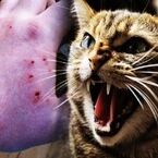 گربه‌گزیدگی در خراسان رضوی رو به افزایش است