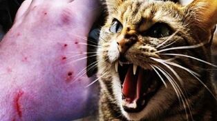 گربه‌گزیدگی در خراسان رضوی رو به افزایش است
