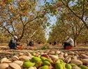 کاهش ۶۰ درصدی تولید پسته در گناباد