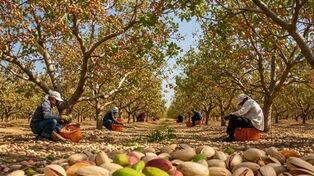 کاهش ۶۰ درصدی تولید پسته در گناباد