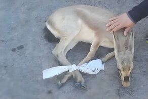 کشف یک راس آهوی کمیاب از زیر زمین خانه مسکونی در تربت جام