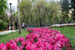 ۲ بوستان مهم شهر مشهد در بهار ۱۴۰۵ میزبان ۱۴۰ هزار گل لاله هستند | لاله‌باران ملت و وکیل‌آباد