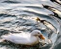پیش‌بینی هواشناسی مشهد و خراسان رضوی امروز (چهارشنبه، ۷ مرداد ۱۴۰۵) | دمای مشهد در روز‌های آینده چگونه خواهد بود؟