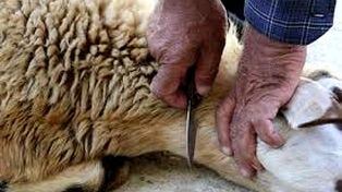 رعایت توصیه‌های بهداشتی به شهروندان در ذبح دام روز عید قربان + آدرس مراکز مجاز در مشهد