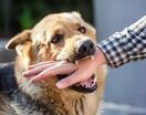 جزئیات قتل عام خانوادگی در اصفهان به خاطر سگ‌های خانگی