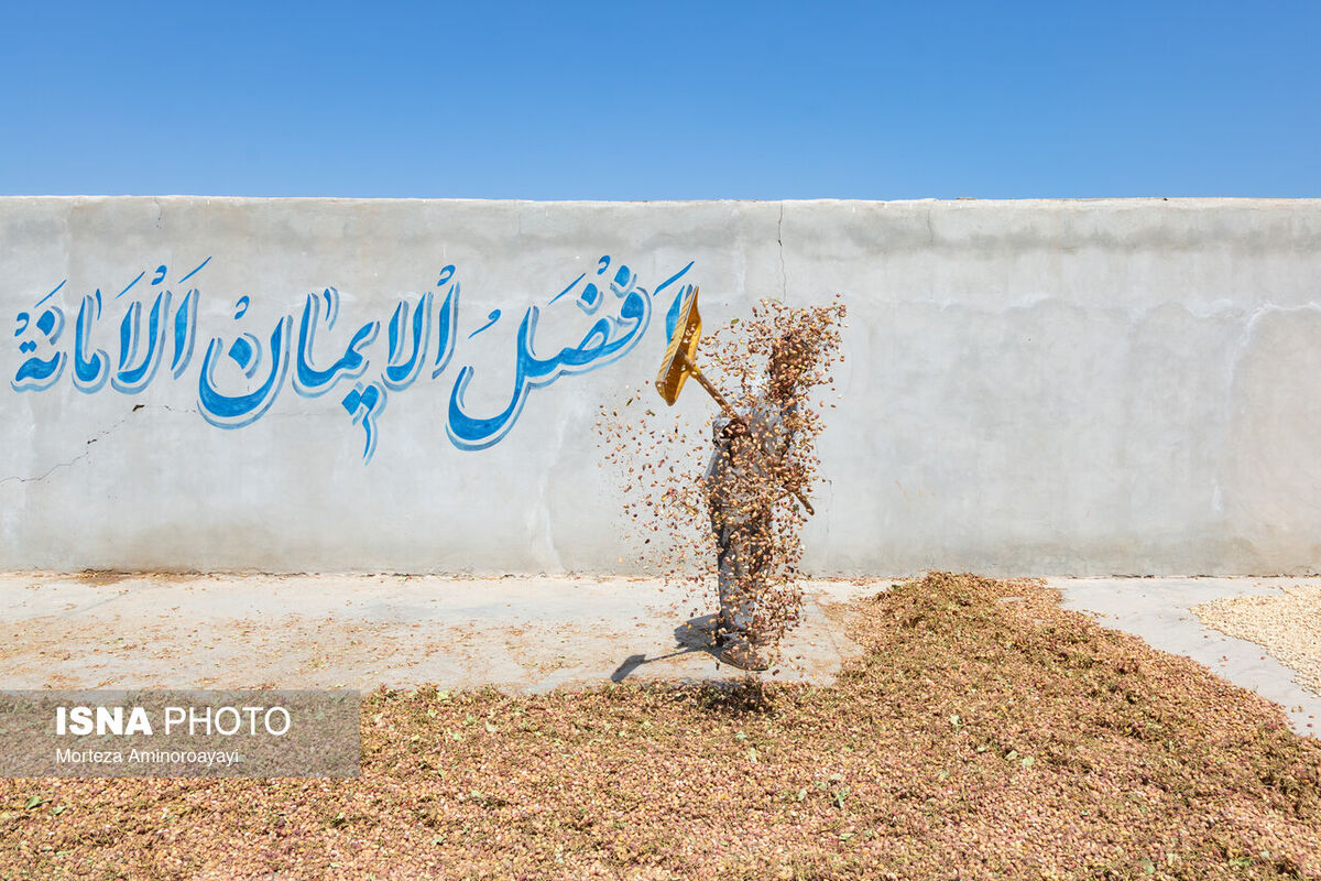پسته