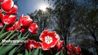 پیش‌بینی هواشناسی مشهد و خراسان رضوی، امروز