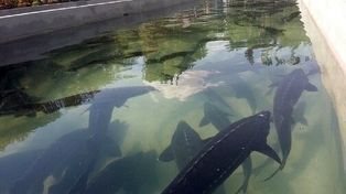 تولید خاویار در ۵۰۰ کیلومتری دریا | قصه کارآفرین سبزواری که در یک شهر دور از دریا پرورش خاویار را شروع کرد