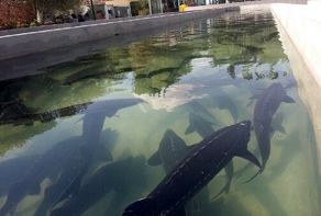 تولید خاویار در ۵۰۰ کیلومتری دریا | قصه کارآفرین سبزواری که در یک شهر دور از دریا پرورش خاویار را شروع کرد