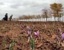 قطار گردشگری زعفران خراسان رضوی در انتظار موافقت نهایی