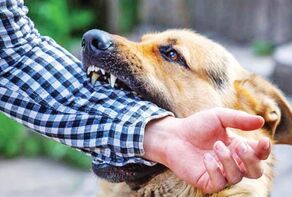 سگ‌های صاحب‌دار؛ پای ثابت بیش از ۱۴ هزار سگ‌گزیدگی در خراسان رضوی!  