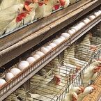 تولید تخم‌مرغ خراسان رضوی ۱۰۰ تن کاهش یافت