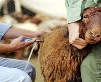 ثبت ۴۰ کانون تب برفکی در خراسان رضوی