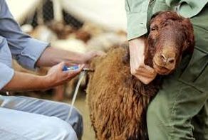 ثبت ۴۰ کانون تب برفکی در خراسان رضوی