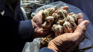 کشف ۱۷۵ کیلو تریاک و شیشه در هنگ مرزی تایباد (۱۳ فروردین ۱۴۰۵)