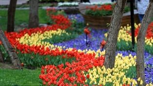 برگزاری جشنواره گل در پیشخان «سلام» پایانه مسافربری امام‌رضا(ع) مشهد برای استقبال از زائران