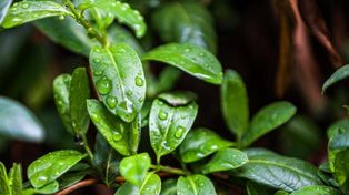 پیش‌بینی هواشناسی مشهد و خراسان رضوی امروز (دوشنبه، ۲۵ اسفند ۱۴۰۴) | بارش باران از اواخر وقت امروز تا آخر هفته