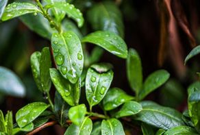 پیش‌بینی هواشناسی مشهد و خراسان رضوی امروز (دوشنبه، ۲۵ اسفند ۱۴۰۴) | بارش باران از اواخر وقت امروز تا آخر هفته