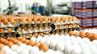 قیمت امروز گوشت، مرغ و تخم مرغ در مشهد (یکشنبه ۲۰ اردیبهشت ۱۴۰۵) | کاهش قیمت تخم مرغ