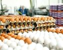 قیمت امروز گوشت، مرغ و تخم مرغ در مشهد (یکشنبه ۲۰ اردیبهشت ۱۴۰۵) | کاهش قیمت تخم مرغ