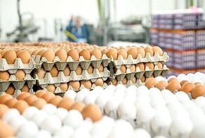قیمت امروز گوشت، مرغ و تخم مرغ در مشهد (یکشنبه ۲۰ اردیبهشت ۱۴۰۵) | کاهش قیمت تخم مرغ