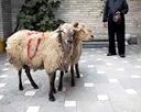 پیش‌بینی افزایش قیمت دام زنده با نزدیک شدن به عید قربان در مشهد